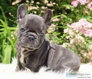 Joyful French bulldog puppies for sale