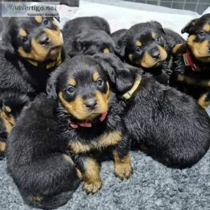 andand lovely Rottweiler s
