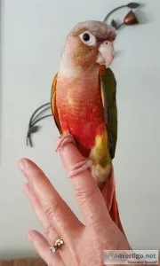 Pineapple Green Cheeks for Sale in So FL