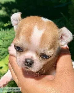 Stunning litter of chihuahua puppies (202)978-8737