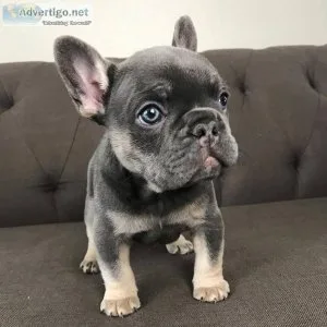 Top French bulldog puppies for sale