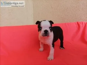 Stunning litter of Boston terrier puppies