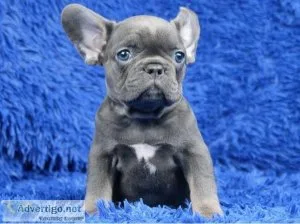 Carring Blue French bulldog puppies for sale