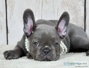 Loving French bulldog puppies for sale