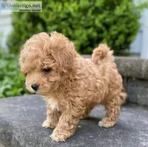 Absolutely Maltipoo with 5 generation text via 626-655-1287