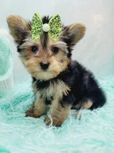 Teacup Yorkshire Terrier Puppies For Sale