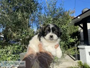 Mini schnauzer Shih Tzu Puppies