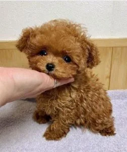 Male and female Toy Poodle puppies for pet lovers