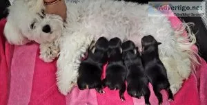 Morkie Puppies for sale