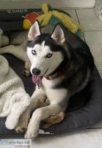 Beautiful husky female 10 months old
