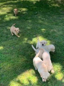 Labrador Retriever puppies