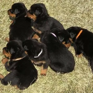 male and 2 females. Rottweiler