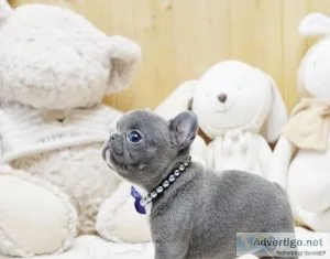 Mini Blue French bulldog puppies for sale