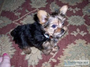 Affectionate Yorkie puppies for adoption
