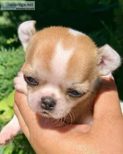 Adorable Mini Chihuahua puppies available. (202)978-8737