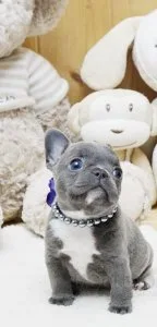 Cute Quality French bulldog puppies for sale