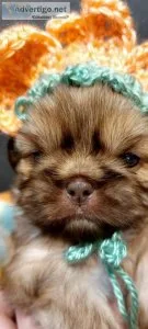 Liver Shih-Tzu puppy-purebred male