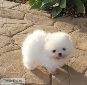 Charming Pomeranian with 5 generation pedigree.