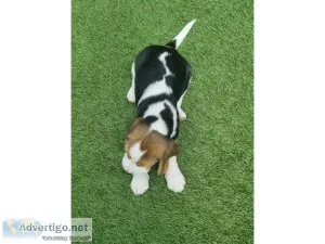 Beagle puppies for sale