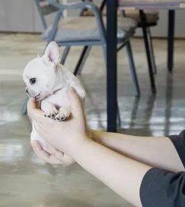 Max French bulldog puppies for sale