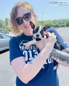 Amazing BOSTON TERRIER Puppies