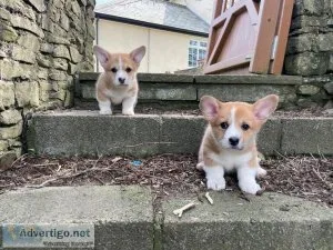 Welsh Corgi Pembroke Available To Go Now
