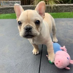 Incredible French bulldog puppies for sale