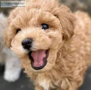Absolutely Maltipoo  puppies for sale