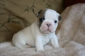 Adorable French Bulldog puppies for sale