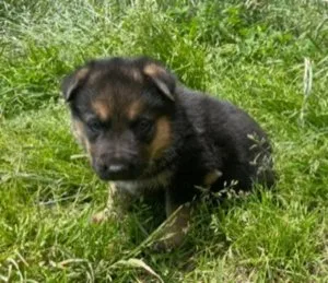 Jake German Shepherd