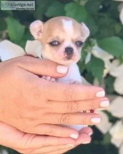 Cute Chihuahua Puppies Available Now (202)978-8737