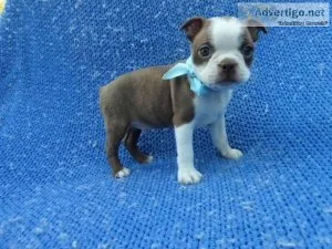 Boston Terrier Puppies