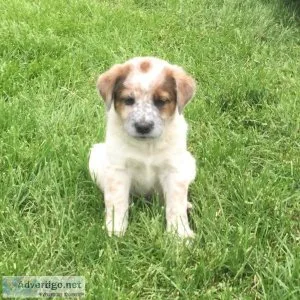 Heeler x pups
