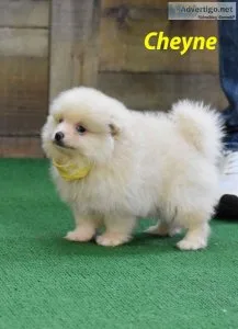 Beautifull Pomeranian Puppies