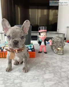 Outgoing French bulldog puppies for sale