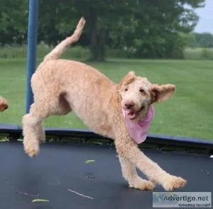 Mini Goldendoodles Audrey and Alfred
