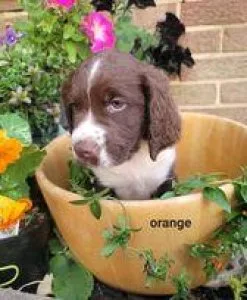 english springer spaniel