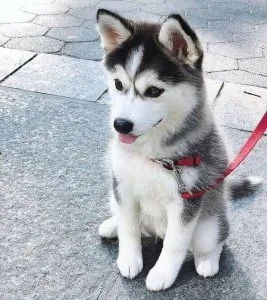 Male and female Siberian husky puppies to offer