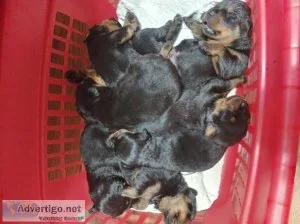 German Rottweiler Pups