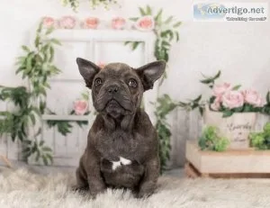 French Bulldog puppies