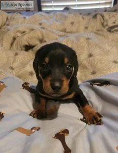 Miniature Dachshunds