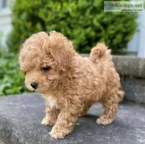  Absolutely Maltipoo  puppies for sale
