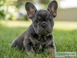 sweet little frenchie puppy
