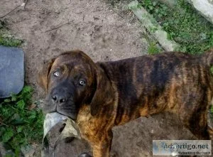 Cane Corso Pups 9 wk old..shots..wormed.. tails docked