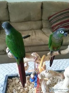 Conures for Sale Out-of-the-Nest for Pet Stores