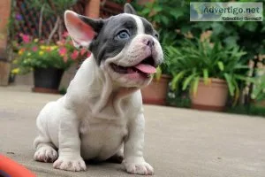 Sweet French bulldog puppies for sale