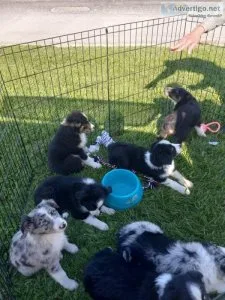 Australian shepherd and 2 chihuahuas puppies