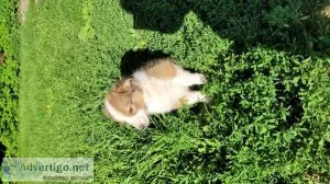 Puppies