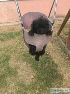 Schnoodle pups