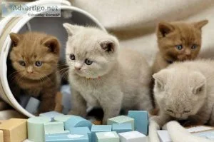 Adorable British Shorthair kittens available for rehoming to goo